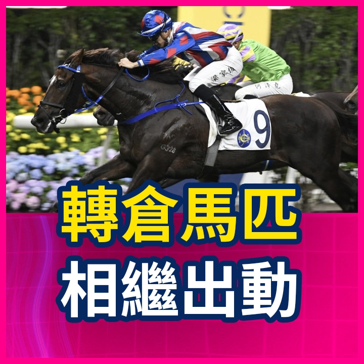 轉倉馬匹 相繼出動